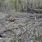 URGENTE Nuove devastazioni in Clarea. Dalle 9 di mercoledì 22 maggio presidiamo la zona