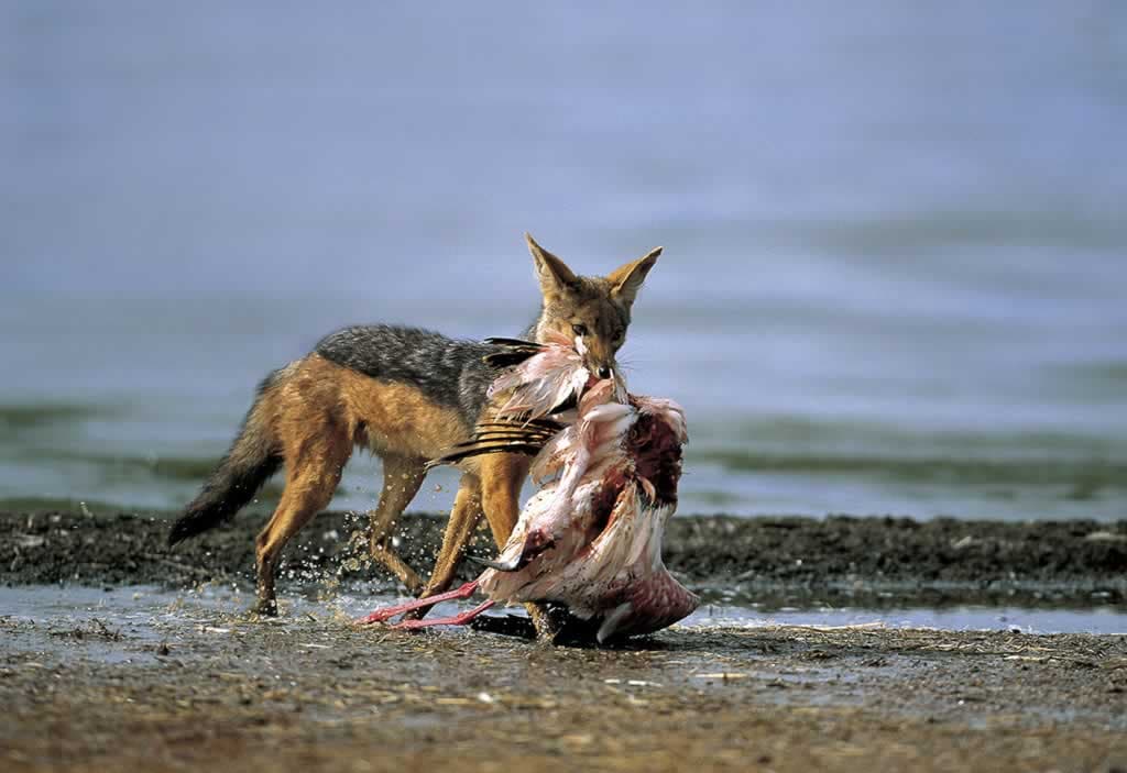 Immagine di copertina per il post