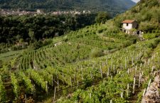 Per la difesa delle vigne tradizionali e del nostro territorio: nasce l’associazione “la renaissenca du rasin”