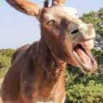 J’aso ’d Cavour as làudo da lor