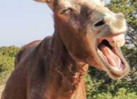 J’aso ’d Cavour as làudo da lor